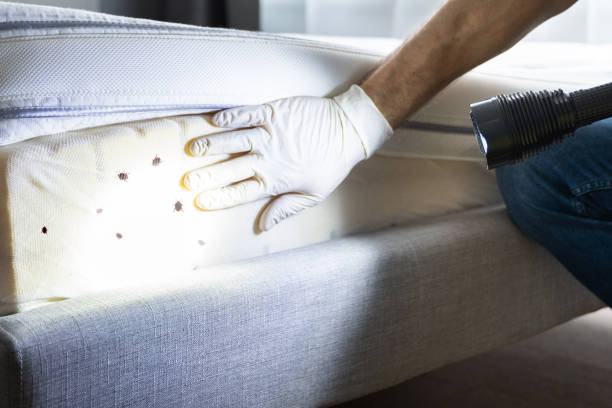 Best Ant Control Services  in Hughesville, MD